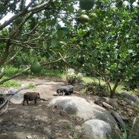 Cần Bán Vườn Bưởi Diện Tích 7200M2 (Tcln) Suối Sâu Khánh Đông, Cách Tl8 1Km. Đường Ôtô Vào Tận Đất