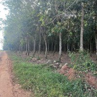 Cho Thuê 7,5 Hecta Quy Hoạch Skc Vị Trí Cụm Công Nghiêp Uyên Hưng