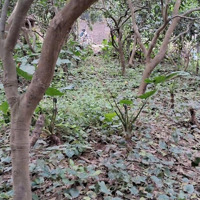 Người Em Nhà Đất Vườn 228 M2, 1 Tỷ 850 Tại Tân Phú, (Xã Hưng Đạo Mới) Quốc Oai, Hà Nội