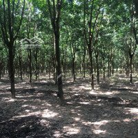 Bán Đất Cao Su Đang Thu Hoạch Tại Ấp 4, Suối Ngô, Tân Châu, Tây Ninh, Giá 1 Hecta 2Ty300