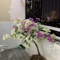 Bán Cc 2 Phòng Ngủ 2 Vệ Sinh Giá Ưu Đãi 79 Triệu/M2 Tại Trần Quý Kiên, Dịch Vọng Hậu, Cầu Giấy, Hà Nội