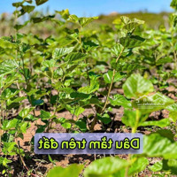 Xuân Phú-Ea Kar Chỉ Từ 89 Triệu Sở Hữu Lô Đất Trên 500M2 View Sông Mát Mẻ Sẵn Vườn Trái Cây Kdc
