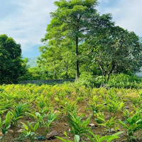 Bán Đất Cư Yên, Lương Sơn, Hoà Bình 1086M2 Lô Góc Vuông Đẹp