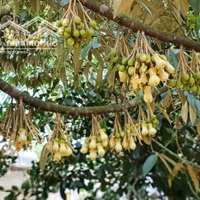 Bán Đất Tại Ấp 2, Cửa Cạn, Phú Quốc, Kiên Giang