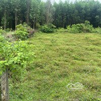 Đất Trồng Cây Hằng Năm Hòa Ninh, 491M2 Ngang 21M Giá Thấp Khó Tìm