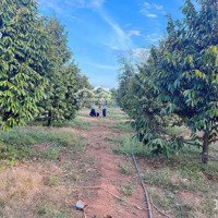 Bán Vườn Sầu Riêng Hơn 4000M2 Có 400M2 Thổ Cư Tại Bình Dương, Giá Bán 1,5 Tỷ - Liên Hệ 0909552580