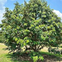 Bán Vườn Sầu Riêng Hơn 4000M2 Có 400M2 Thổ Cư Tại Bình Dương, Giá Bán 1,5 Tỷ - Liên Hệ 0909552580