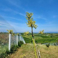Gia Đình Cần Tiền Bán Lỗ Lô Đất 300M2 Giá Bán 900 Triệu, Tại Tp.bảo Lộc