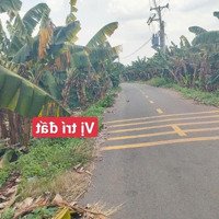 Bán 1200M2 Đất Cây Lâu Năm, Ngang 15M Mặt Tiền Nhựa, Xã Sông Thao