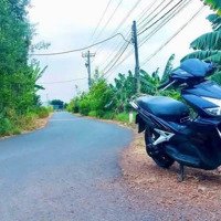 Bán 1200M2 Đất Cây Lâu Năm, Ngang 15M Mặt Tiền Nhựa, Xã Sông Thao