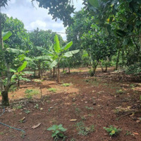 1 Sào Đất Đỏ Bazan Vuông Vức, Bằng Phẳng Thuộc Xã Gia Tân 3, Huyện Thống Nhất Giá: 800 Triệu (Sẵn Sổ)