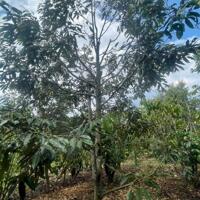 5.5 sào Lộc An 100m mặt đường nhựa.
