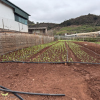 5,5Mx30M Thổ Cư 100M2 Bìa Hồng Sẵn