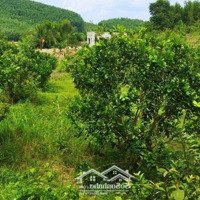 Bán Vườn Bưởi Full Thổ Cư Ngay Ngã 3 Nước Nhĩ Khánh Phú