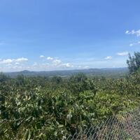 ĐẤT VƯỜN TÂN VĂN VIEW TOÀN BỘ THỊ TRẤN ĐINH VĂN, ĐỨC TRỌNG