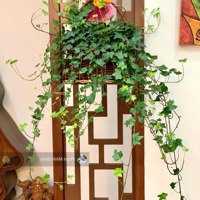 Chủ Cần Tiền Bán Gấp Căn Hộ 67M Giá Rẻ Nhất Thị Trường Liên Hệ: 0977146928