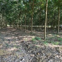 Bán Đất 42.000M2, 28 Tỷ Tại Dh507, Vĩnh Hòa, Phú Giáo, Bình Dương