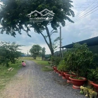 Bán Đất Trồng Cây Lâu Năm Trung Tâm Thái Mỹ