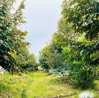 Bán Vườn Sầu Riêng 5 Năm Tuổi Đang Làm Trái