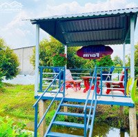 Bán Vườn Sầu Riêng 5 Năm Tuổi Đang Làm Trái