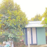 Bán Vườn Sầu Riêng 5 Năm Tuổi Đang Làm Trái