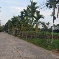 Bán Đất Xây Nhà Vườn Hòa Phú, 1200M2 Đất Trồng Cây Hăng Năm View Thoáng Mát, Cao Ráo