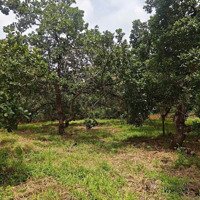 Cần Bán Gấp Gần 5Ha Đất An Khương, Hớn Quản, Bình Phước, Liên Hệ: 0898847779