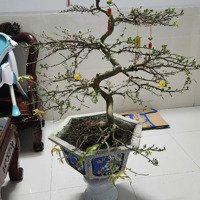 (Chính Chủ) Bán Nhà Mặt Tiền Lê Đại Hành Đống Đa Quy Nhơn 64M2, 3 Tầng