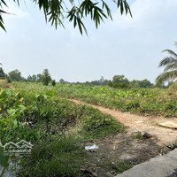 Bán Đất Vị Trí Đẹpdiện Tích350M2 Có 100M2 Thổ Cư Đường Lê Chí Dân, Tp Thủ Dầu Một, Bình Dương. Giá Mềm
