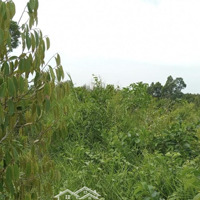 Cho Thuê Kho, Nhà Xưởng Tại Đường Bến Kè, Thủy Đông, Thạnh Hóa, Long An, 25 Nghìn / M2, 2004 M2