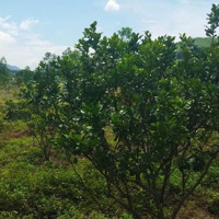 Cần Tiền Làm Ăn Cần Bán 1500M2 Đất Full Thổ Giá Siêu Hiếm Liên Hệ: 0762.111.113