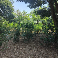 Gấp Gấp 707M2 Thôn 3 Phú Cát, Quốc Oai Giá Bán Gấp Chỉ 8, 5 Triệu/M2, Liên Hệ: 0962783980