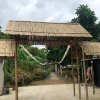 Chuyển Nhượng Quyền Sử Dụng Đất Trồng Cây Lâu Năm