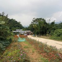Chuyển Nhượng Quyền Sử Dụng Đất Trồng Cây Lâu Năm