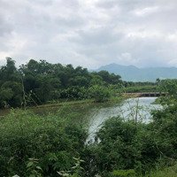 Chuyển Nhượng Quyền Sử Dụng Đất Trồng Cây Lâu Năm