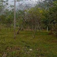 Bán Gấp Trang Trại Khu Nghỉ Dưỡng Tại Đt 301, 2,5 Triệu / M2, 1416 M2