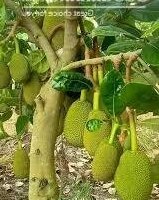 BÁN RẺ NHÀ ĐẤT TÂN HIỆP SỔ HỒNG RIÊNG THỔ CƯ ĐƯỜNG RỘNG SÂN ĐẬU OTO