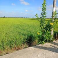 2 công đất xã Nhơn Thạnh Trung, TP Tân An tỉnh Long An