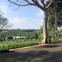 Đất nền Homestay bảo lộc ngay đồi chè tân châu vị trí vip