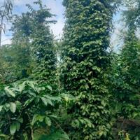 Bình Thuận-Buôn Hồ lô đất 3200m2 full tiêu và cà phê cho thu hoạch mạnh mặt tiền miên man 80m ngang giá chỉ 660tr