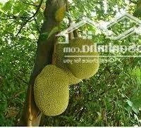 CHỦ ĐI NƯỚC NGOÀI BÁN GẤP ĐẤT VƯỜN CÂY ĂN TRÁI ĐỊNH QUÁN GIÁ TỐT – GIÁ CHỈ 550 /SÀO – SỞ HỮU NGAY