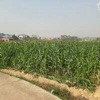 BÁN CƠ SỞ SẢN XUẤT, SƠ CHẾ, BẢO QUẢN HÀNG NÔNG SẢN TẠI LẠNG GIANG, BẮC GIANG 1ha giá 15 tỷ LH 0963132178