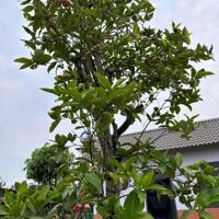 Bán nhà vườn nghỉ dưỡng làng bưởi Tân Bình, Vĩnh Cữu.1800m sổ thổ cư đường oto. Giá 13,5ty