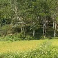 Đất rẫy Ea Bhok-Cưkuin view suối dt 5700m2 thực tế 7000m2 sẵn 400m2 thổ cư kdc giàu đủ tiện ích