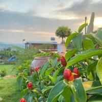AMAN BLAO - CƠ HỘI ĐẦU TƯ VÀ ĐẦU TƯ HOMESTAY HÁI RA TIỀN