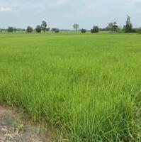 Đất lúa 1335m2 xã Phước Đông mt đường đá xanh 3m giá hết sổ 800tr