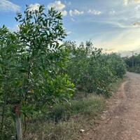NỢ CẮT BÁN RẺ LÔ ĐẤT 1000M2 GIÁ 450 TRIỆU, SỔ RIÊNG XÃ XUÂN HƯNG, XUÂN LỘC, ĐỒNG NAI.