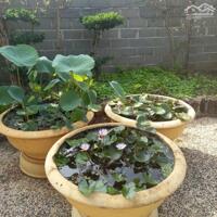 View xịn tọa lạc tại thôn 11_Hòa Phú_Buôn Ma Thuột _Đăk Lăk. Dt: 27,5×50 tc 400m²  $ 7 tỷ thương lượng chính chủ .  Thích hợp làm khu nghĩ dưỡng sau những giờ làm