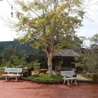 View xịn tọa lạc tại thôn 11_Hòa Phú_Buôn Ma Thuột _Đăk Lăk. Dt: 27,5×50 tc 400m²  $ 7 tỷ thương lượng chính chủ .  Thích hợp làm khu nghĩ dưỡng sau những giờ làm