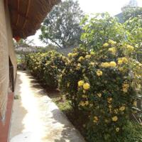 View xịn tọa lạc tại thôn 11_Hòa Phú_Buôn Ma Thuột _Đăk Lăk. Dt: 27,5×50 tc 400m²  $ 7 tỷ thương lượng chính chủ .  Thích hợp làm khu nghĩ dưỡng sau những giờ làm
